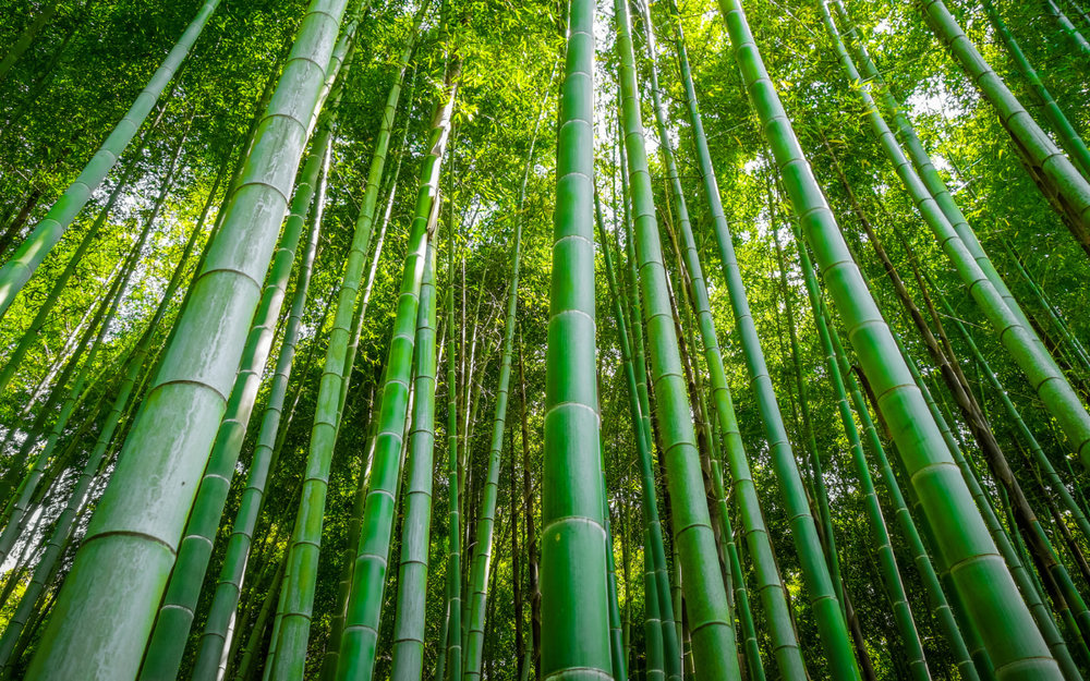 Ngắm Cảnh Sắc Thơ Mộng Tại Công Viên Kameyama