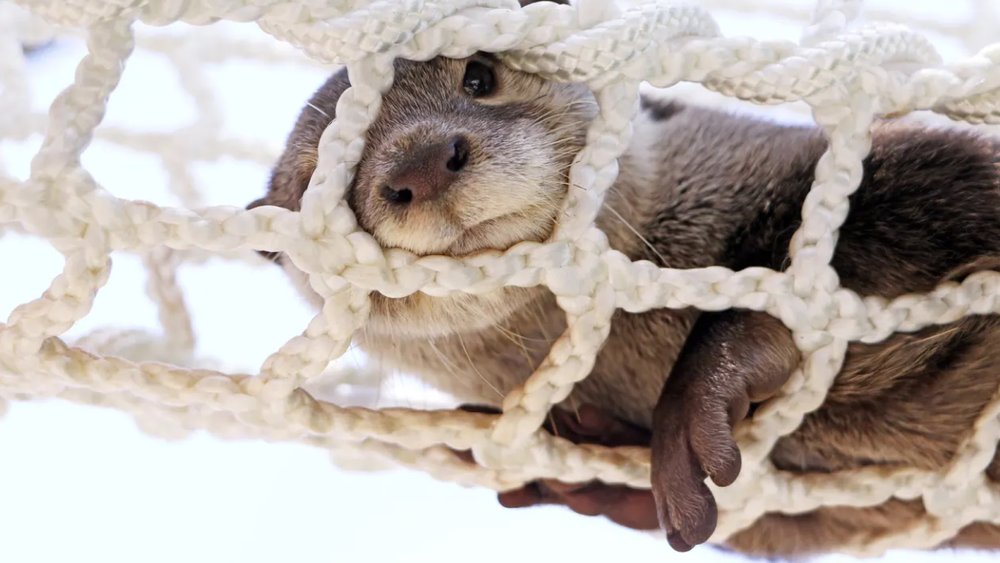 Thủy Cung Enoshima