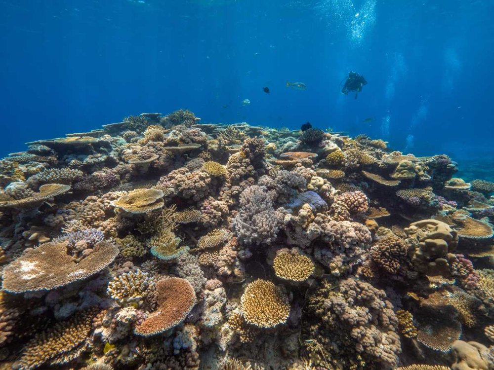 great barrier reef aerial photo Tourism Tropical North Queensland