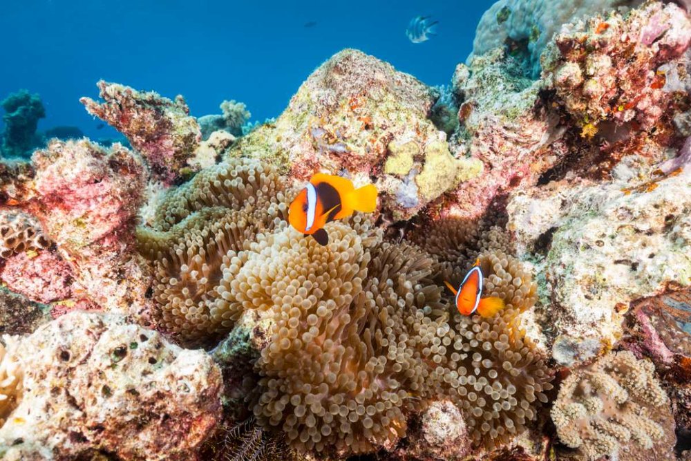 Calypso Reef Cruises　Great Barrier Reef