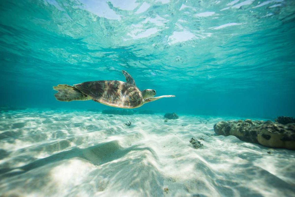 Ocean Safari　グレートバリアリーフ cairns ケアンズ