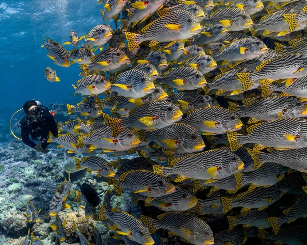 great barrier reef グレートバリアリーフ　魚たち