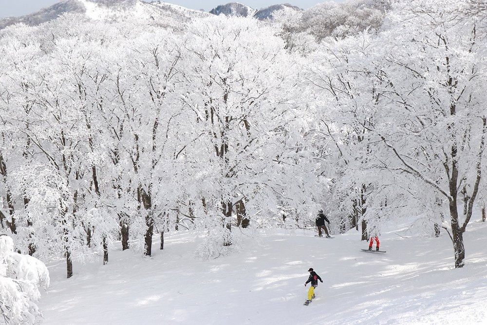 Ultimate Japan Ski Guide Best Japan Ski Resorts & Tips to Plan Your