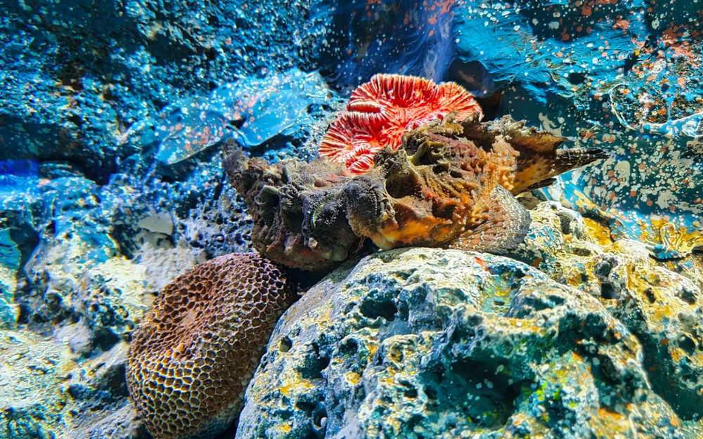 Thủy Cung Underwater World Pattaya