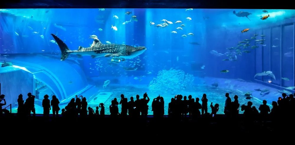 CN - 皇家加勒比 - 冲绳海洋