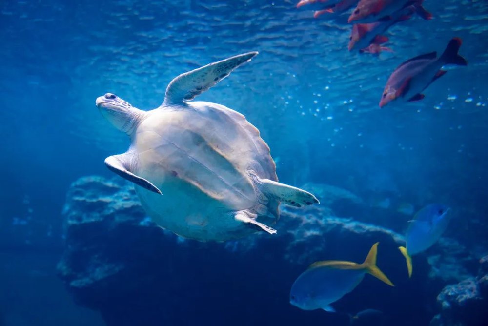 CN - 皇家加勒比 - 冲绳海洋2