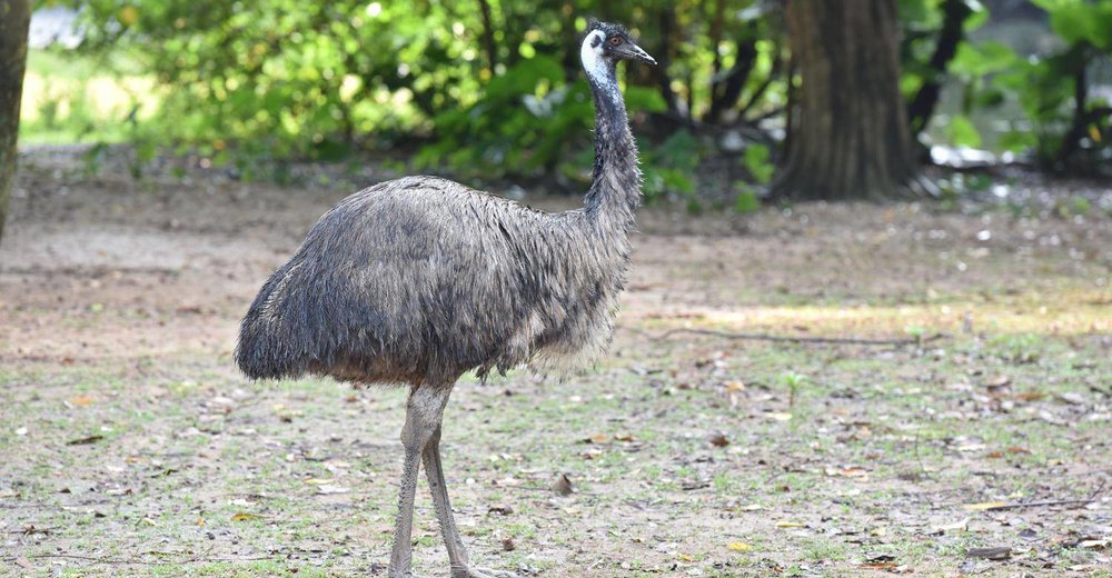 長隆野生動物世界 
