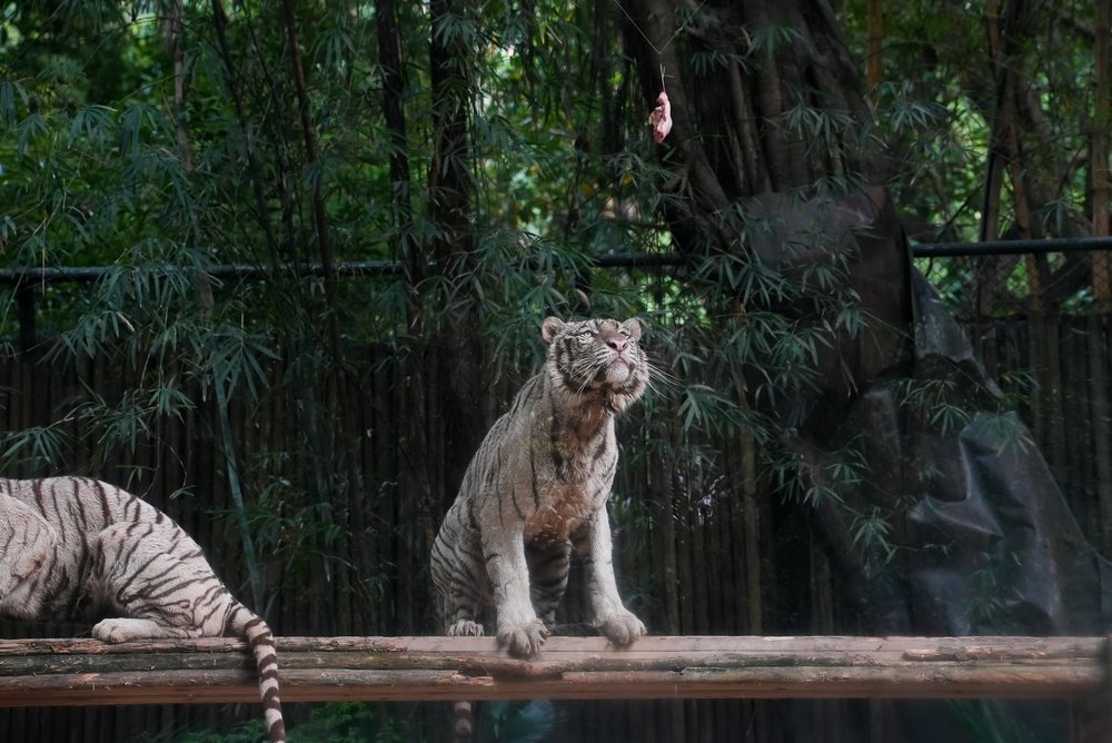 廣州長隆 百虎山