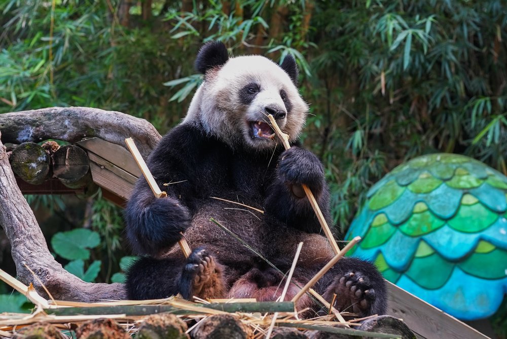 廣州長隆 熊貓樂園