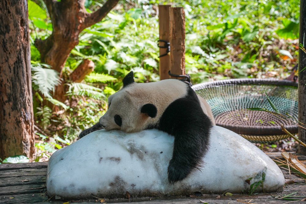 廣州長隆 熊貓樂園