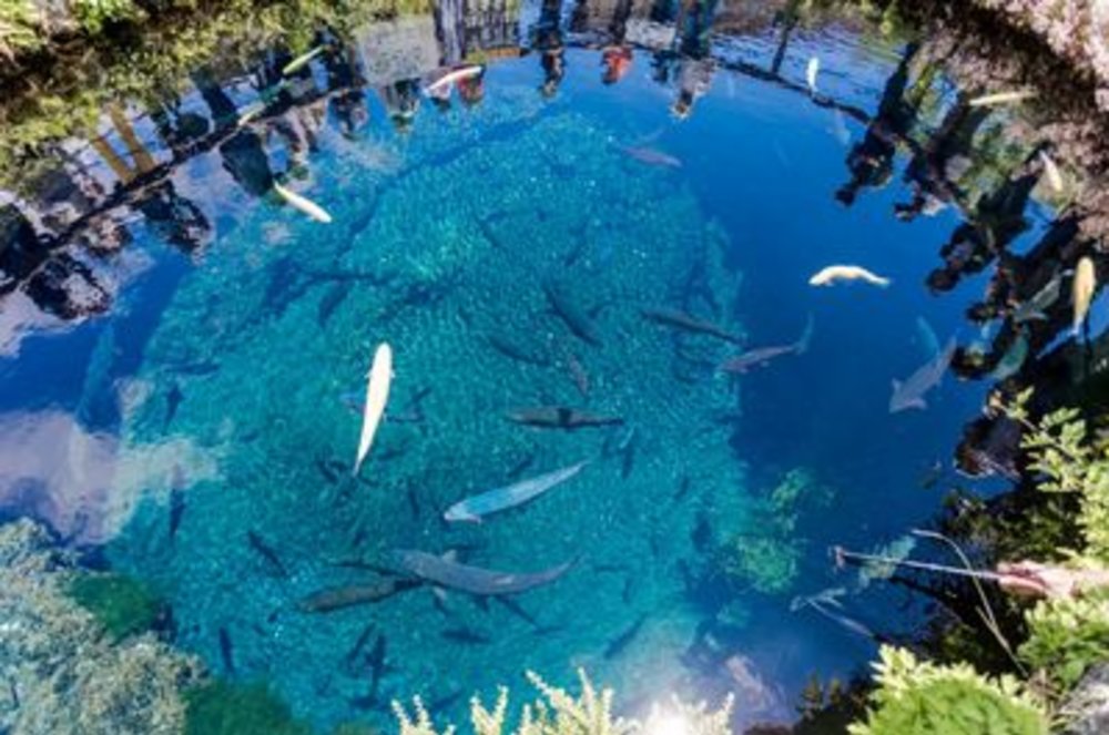 忍野八海景點 中池