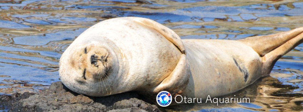 小樽景點 小樽 北海道 小樽酒店 小樽交通
