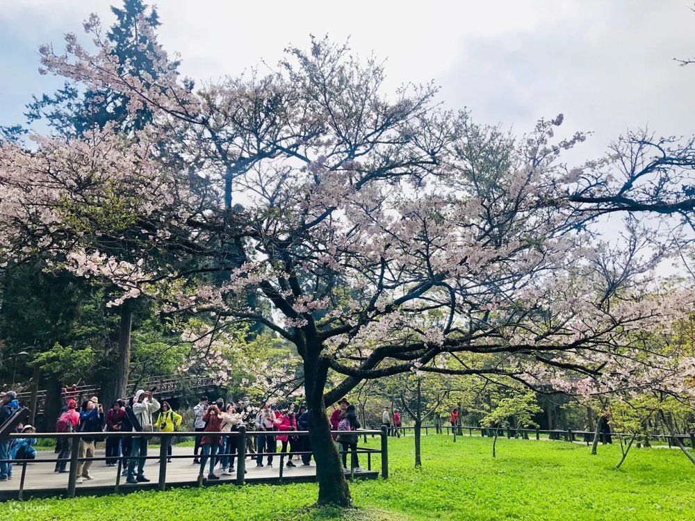 阿里山櫻花樹