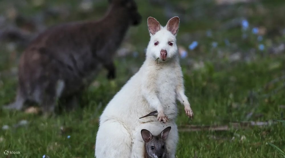 白色小袋鼠 塔斯曼尼亞景點 塔斯曼尼亞自駕遊 澳洲景點 澳洲自駕遊