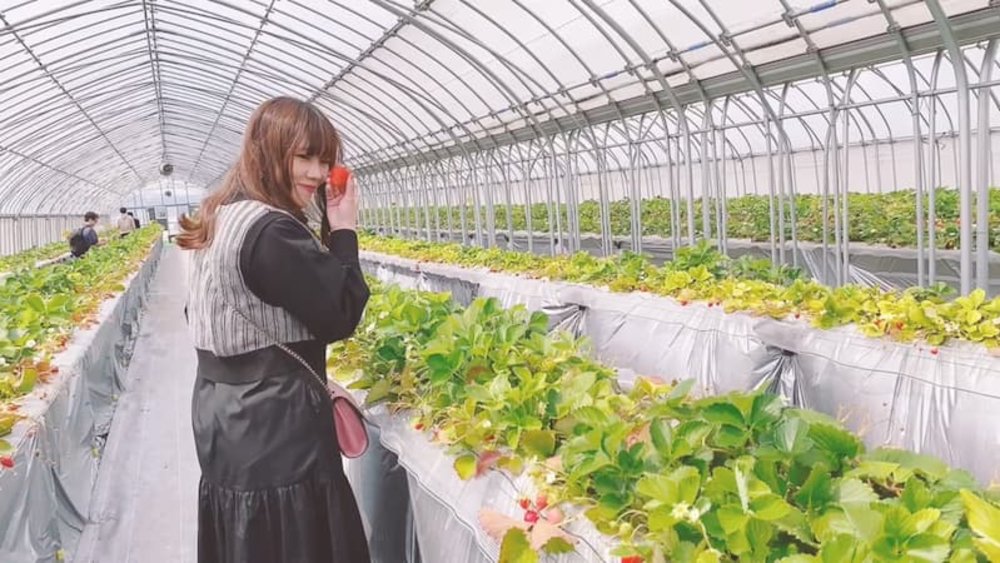 東京草莓 夢幻黑白草莓 草莓任食草莓buffet 黑草莓