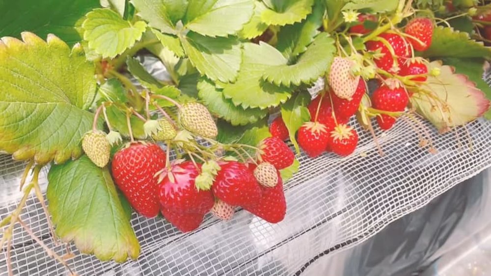 東京草莓 夢幻黑白草莓 草莓任食草莓buffet 黑草莓