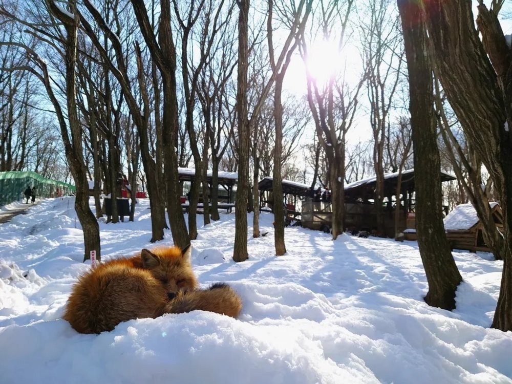 日本狐狸 狐狸 日本野生