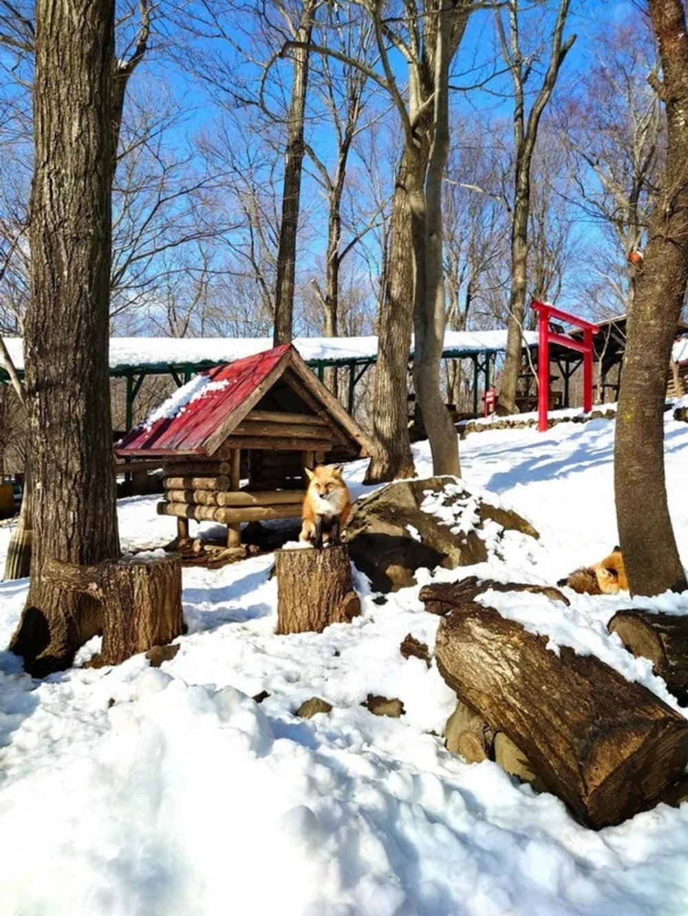 日本狐狸 日本野生動物 日本大自然 