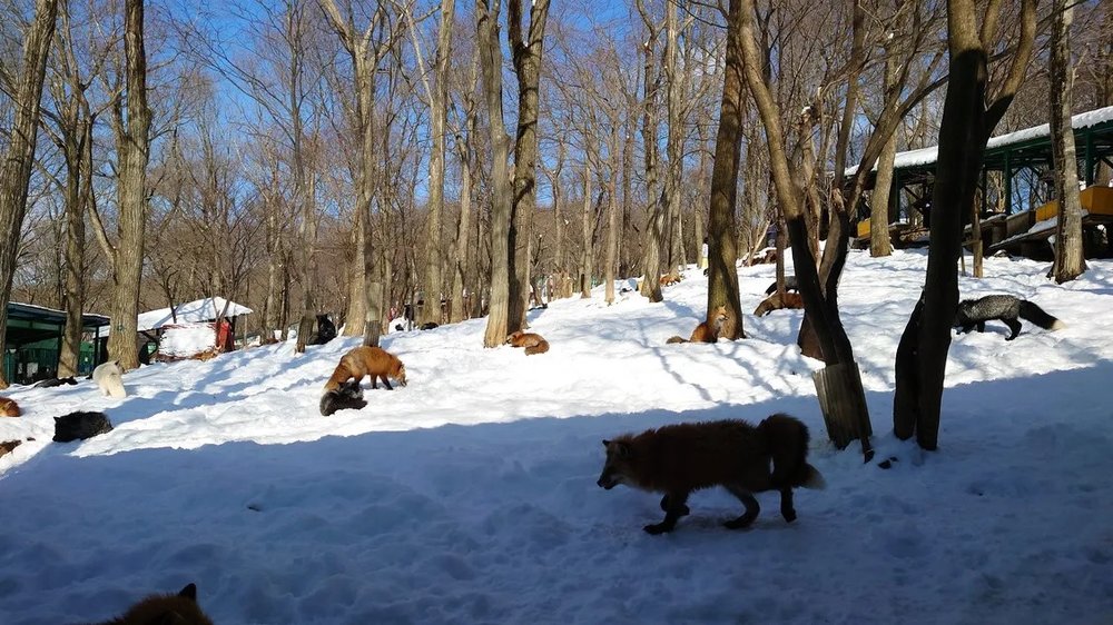 日本狐狸 日本野生動物 日本大自然 