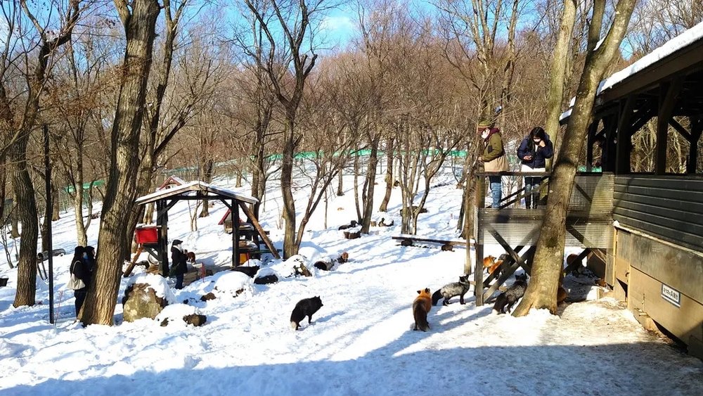 日本狐狸 日本野生動物 日本大自然 