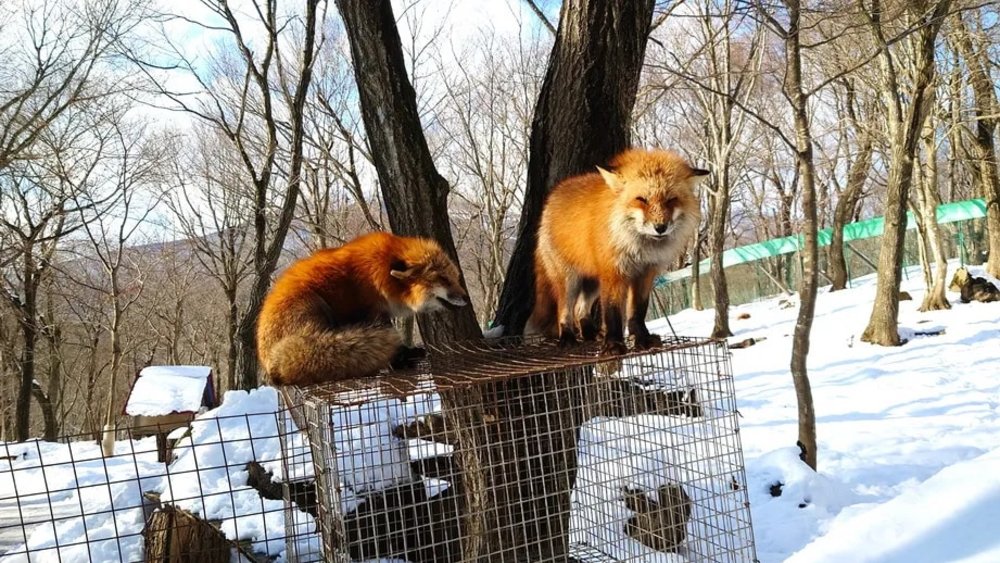  日本狐狸 日本野生動物 日本大自然 