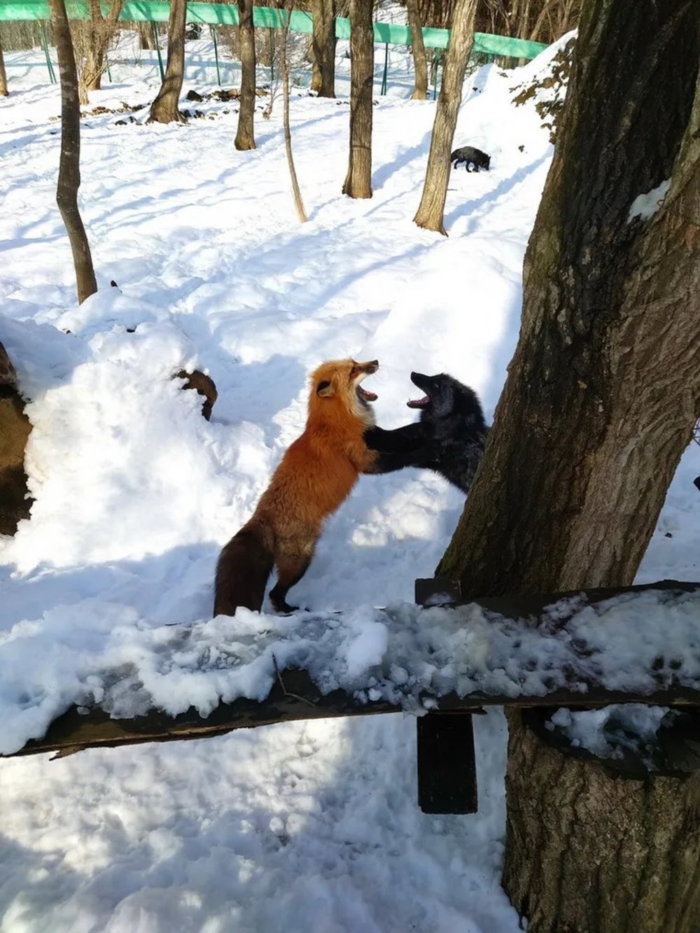 日本狐狸 日本野生動物 日本大自然 