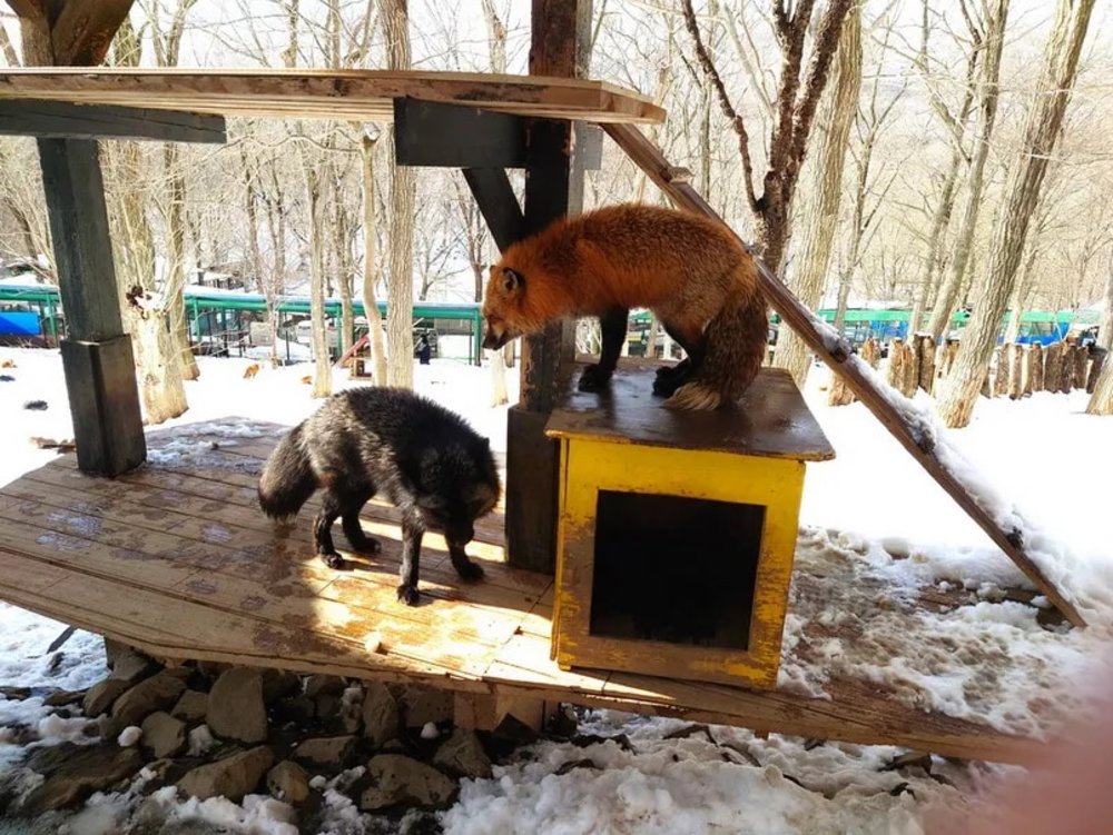 日本狐狸 日本野生動物 日本大自然 