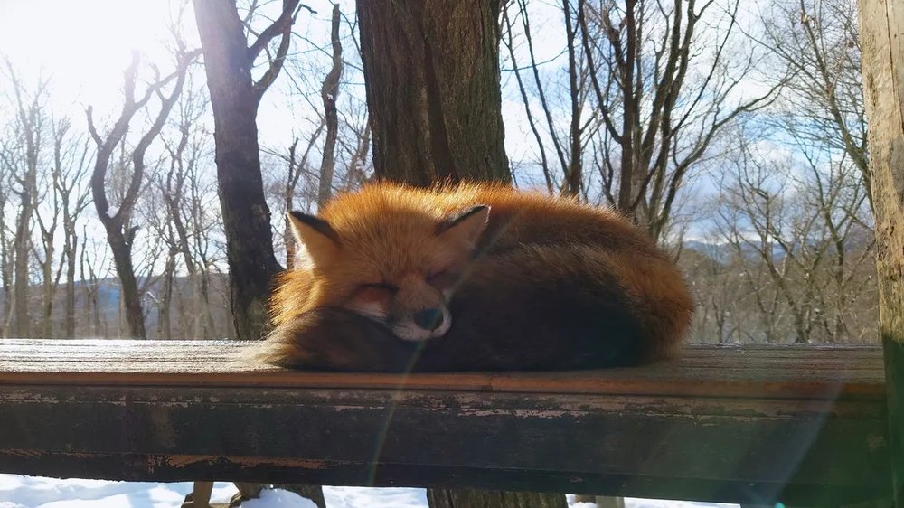 日本狐狸 日本野生動物 日本大自然 