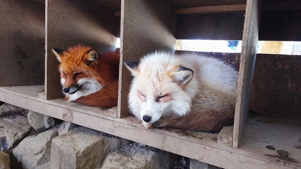 日本狐狸 日本野生動物 日本大自然 