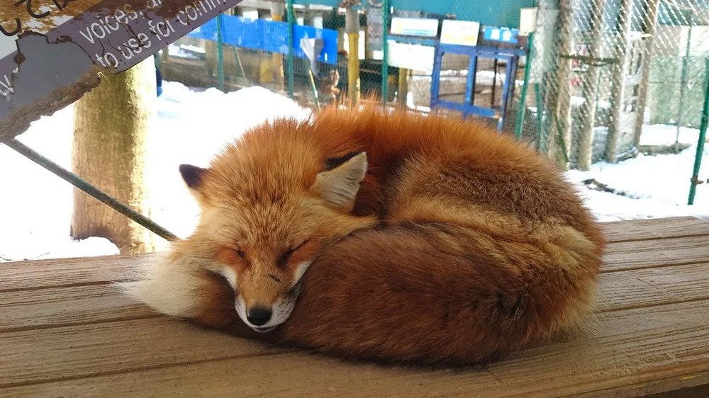  日本狐狸 日本野生動物 日本大自然 
