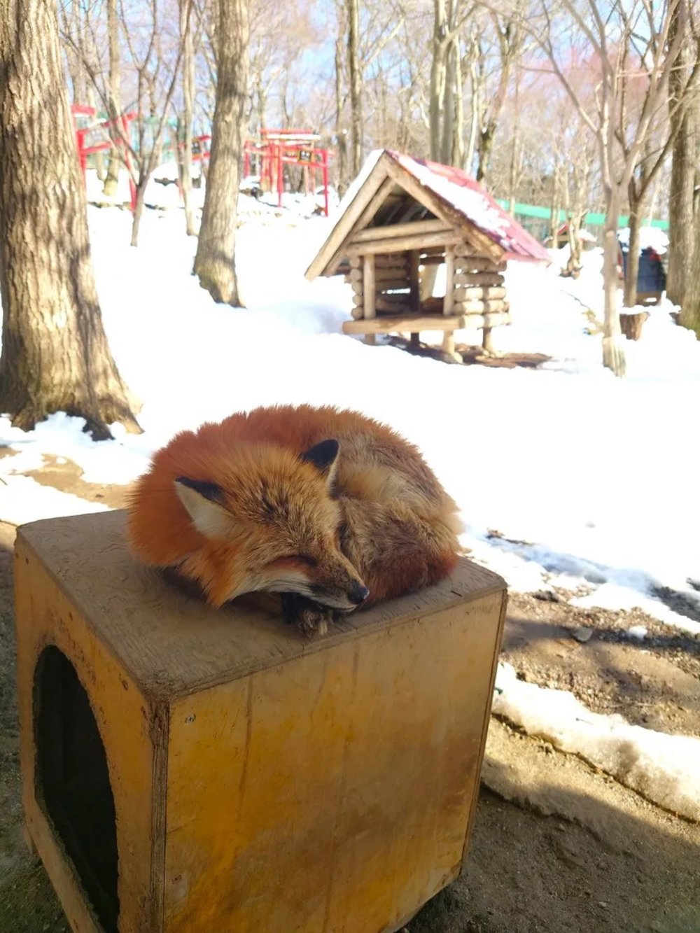 日本狐狸 日本野生動物 日本大自然 