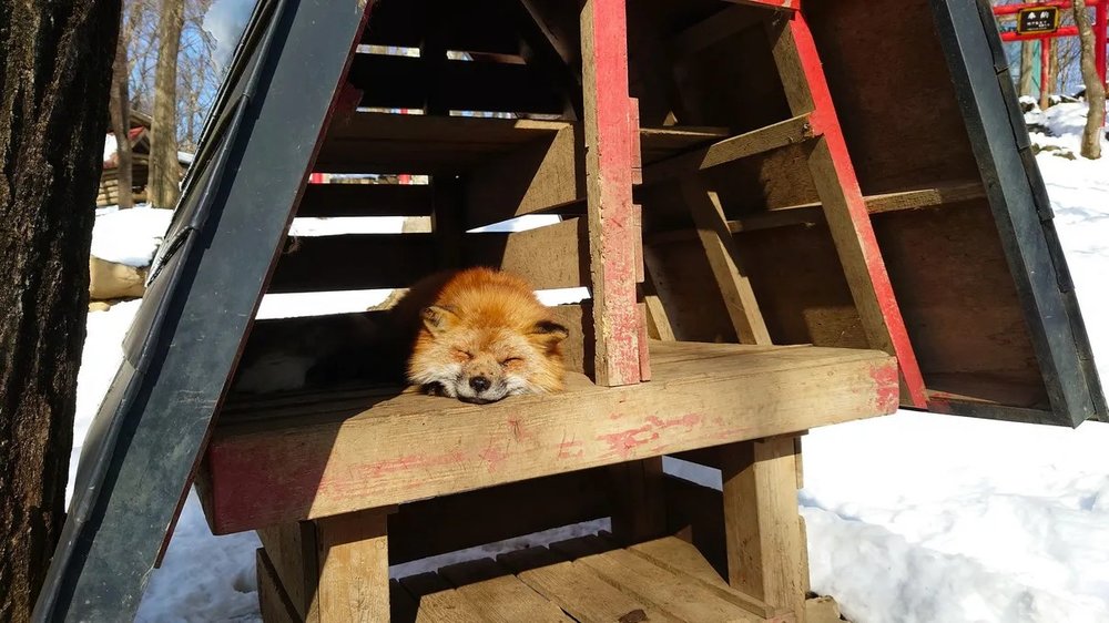 日本狐狸 日本野生動物 日本大自然 