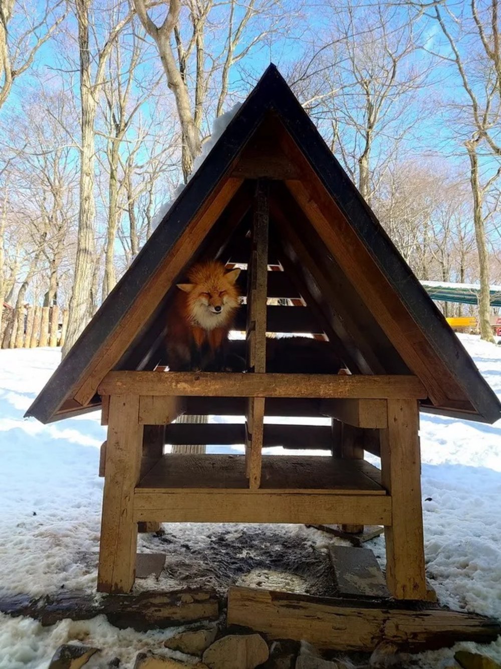 日本狐狸 日本野生動物 日本大自然 