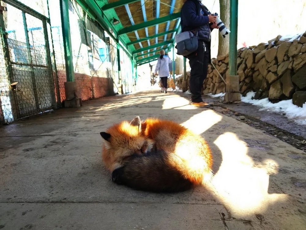 日本狐狸 日本野生動物 日本大自然 