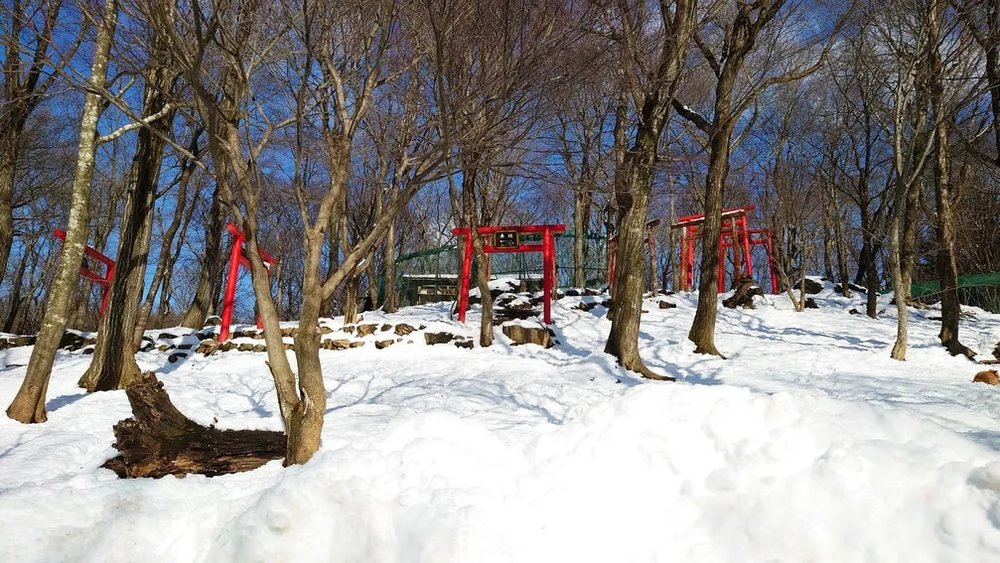 日本狐狸 日本野生動物 日本大自然 