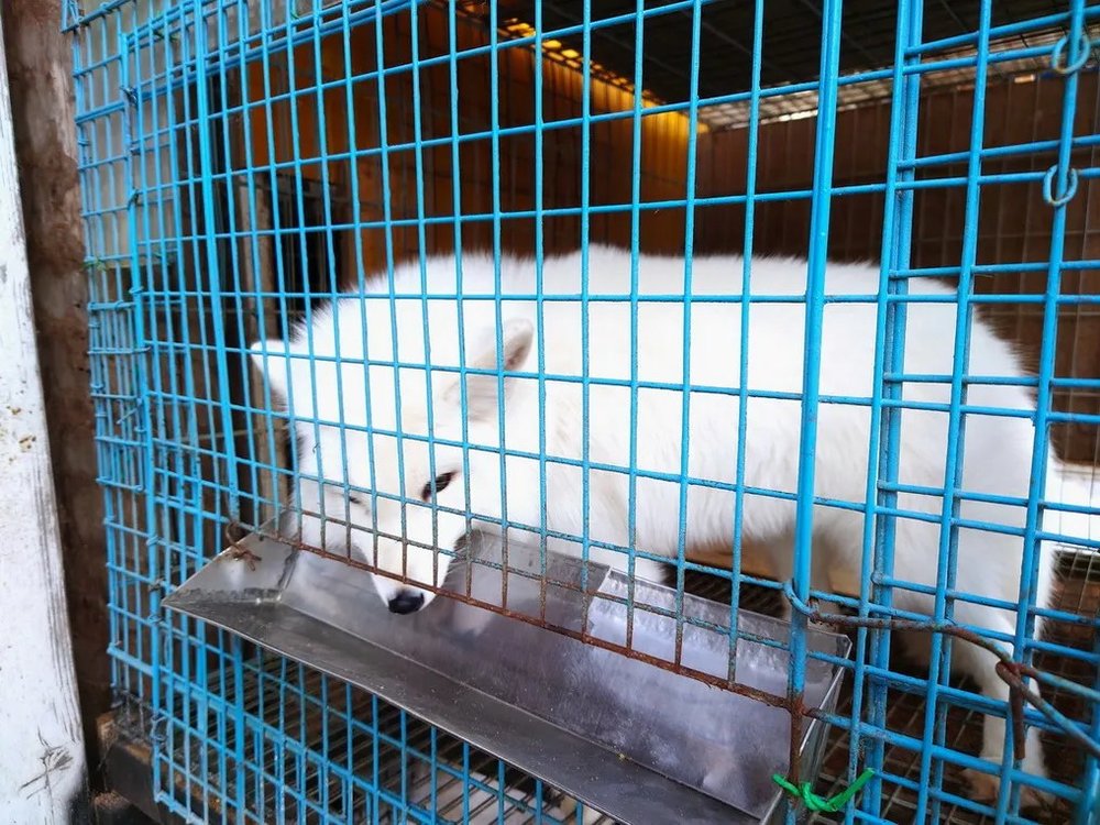  日本狐狸 狐狸 日本野生