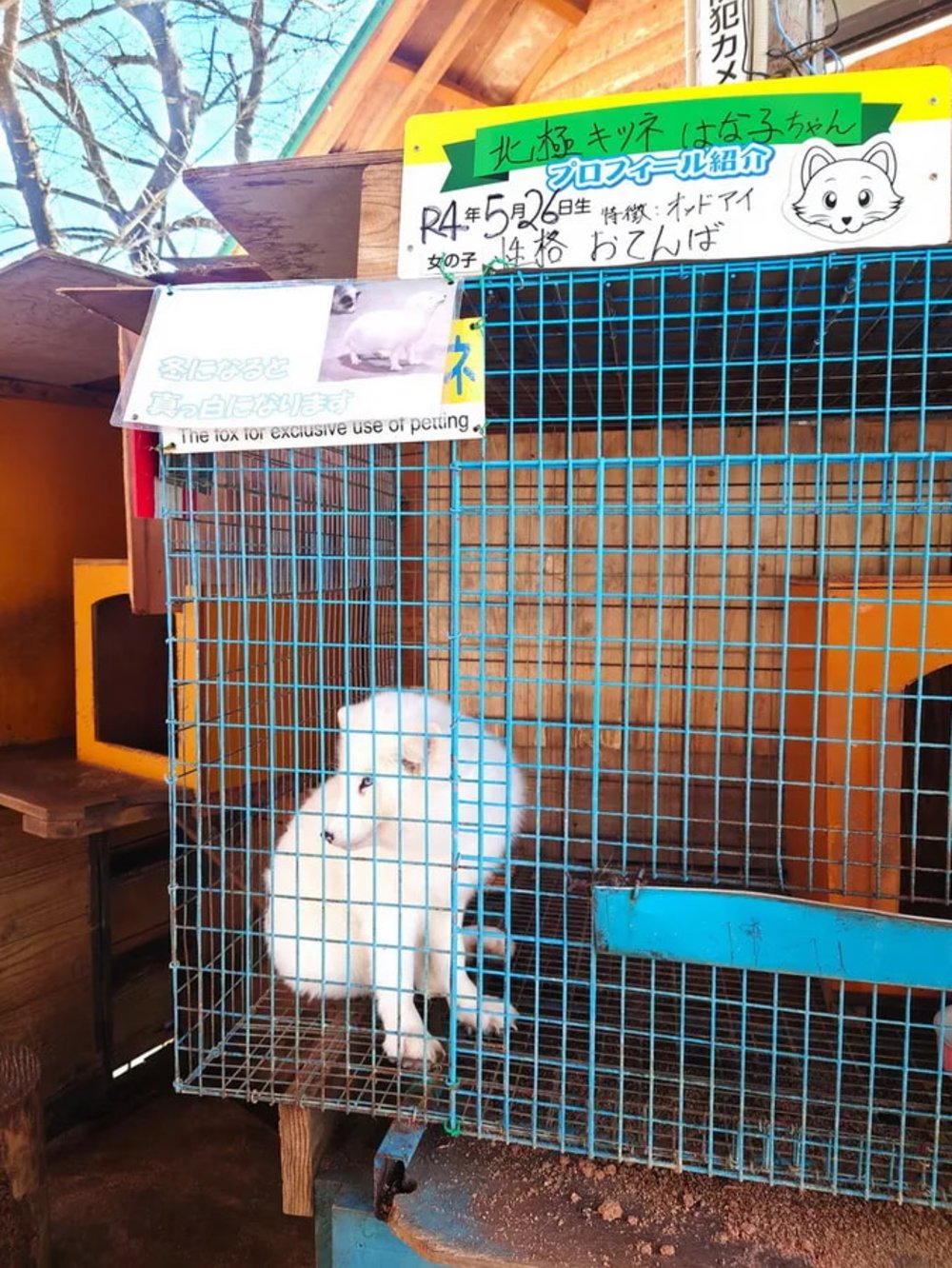 日本狐狸 狐狸 日本野生