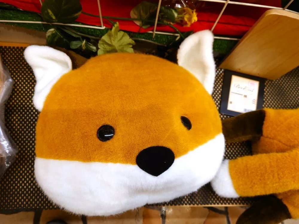  日本狐狸 狐狸 日本野生