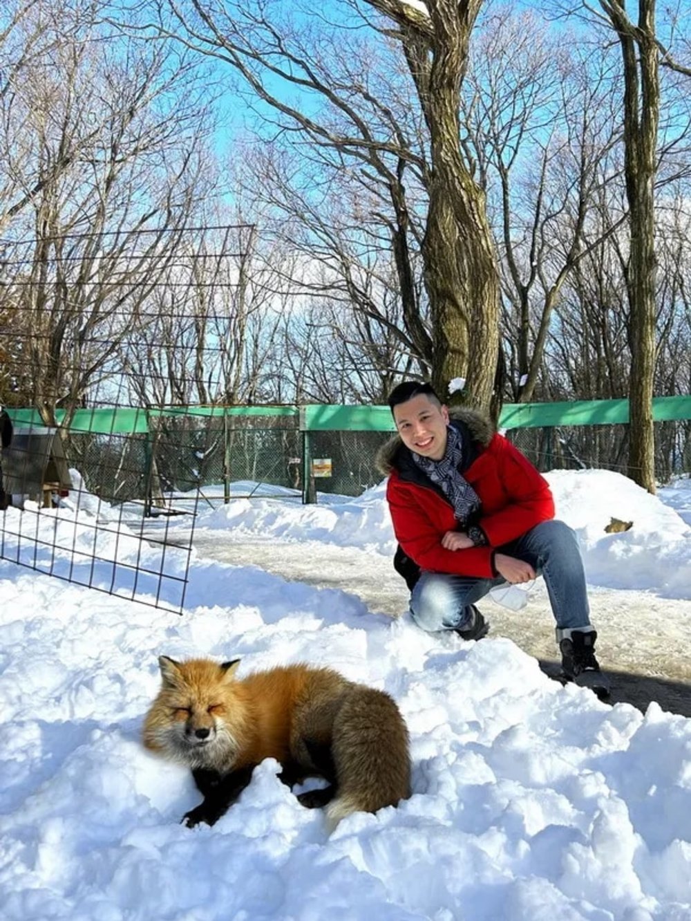 日本狐狸 狐狸 日本野生
