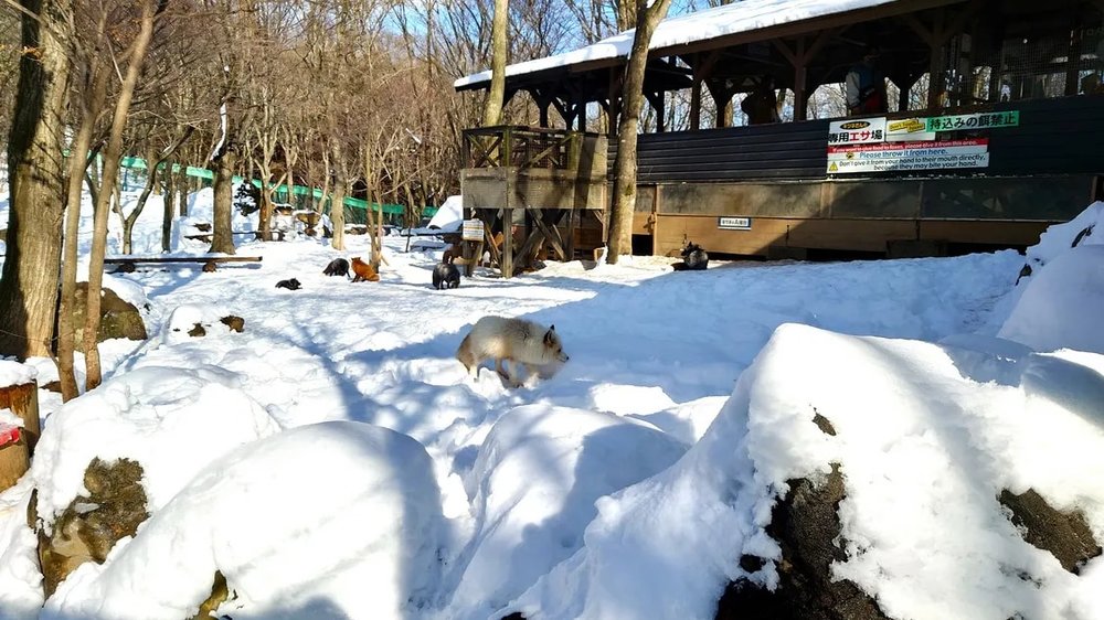 日本狐狸 狐狸 日本野生
