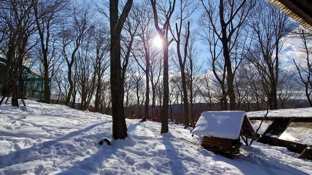 日本狐狸 狐狸 日本野生