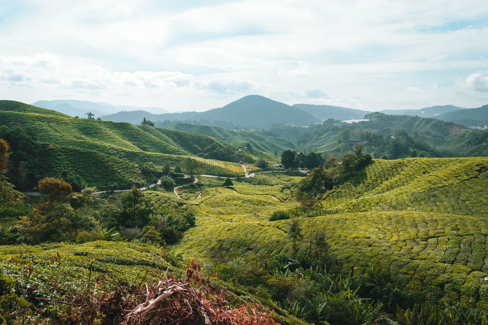 green fields with mountains in the background