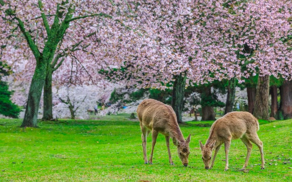 du-lich-kansai-7-ngay-6-dem