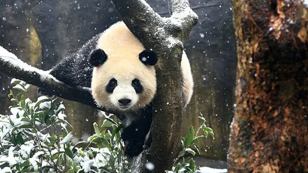 Trung Tâm Gấu Trúc Đô Giang Yển