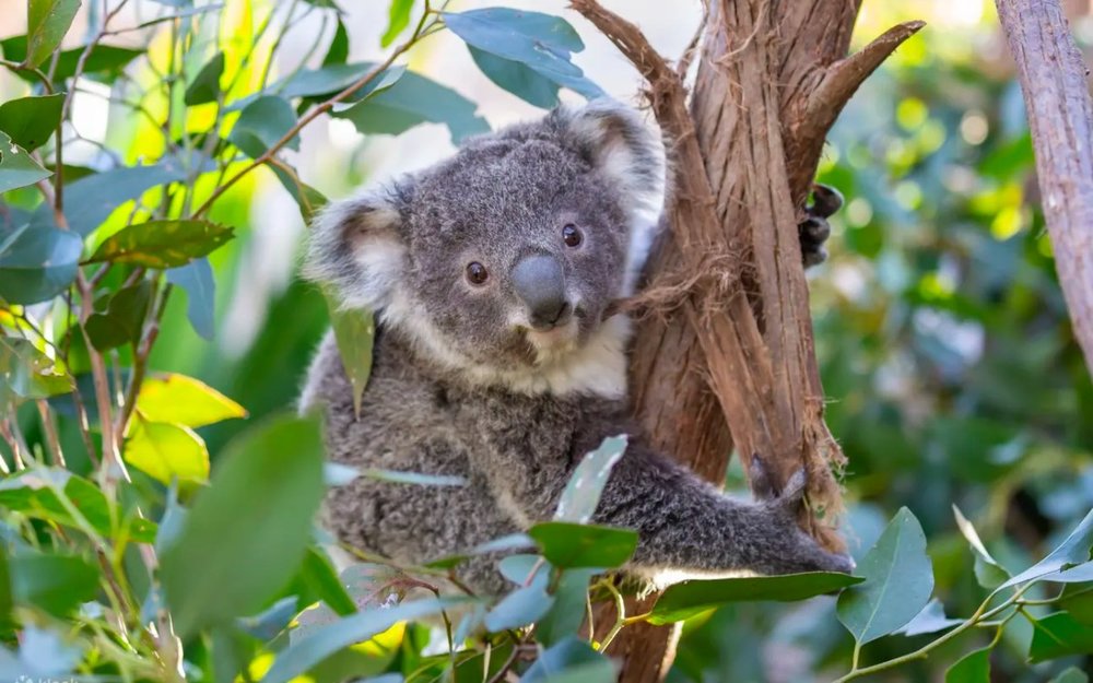 dia-diem-du-lich-sydney-uc