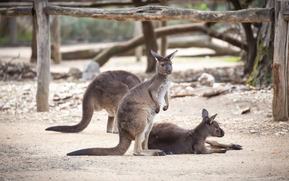 dia-diem-du-lich-melbourne-uc