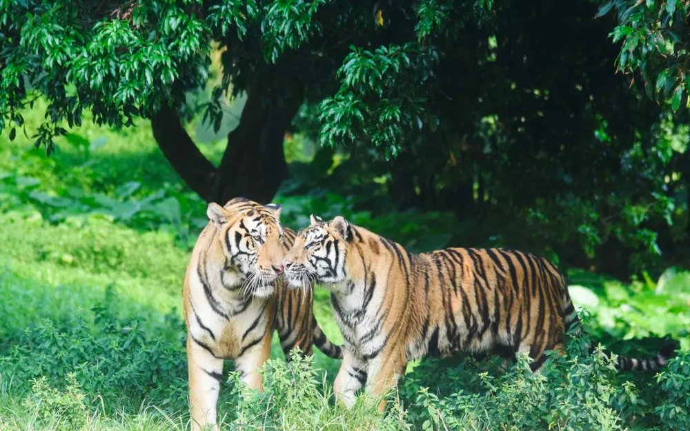  Công Viên Safari Thẩm Quyến