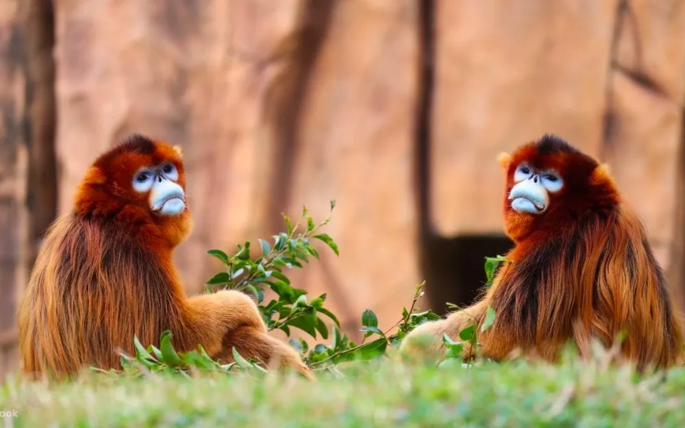 Công Viên Động Vật Hoang Dã Thượng Hải