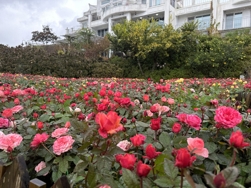 Manor Blanc Cafe Jeju
