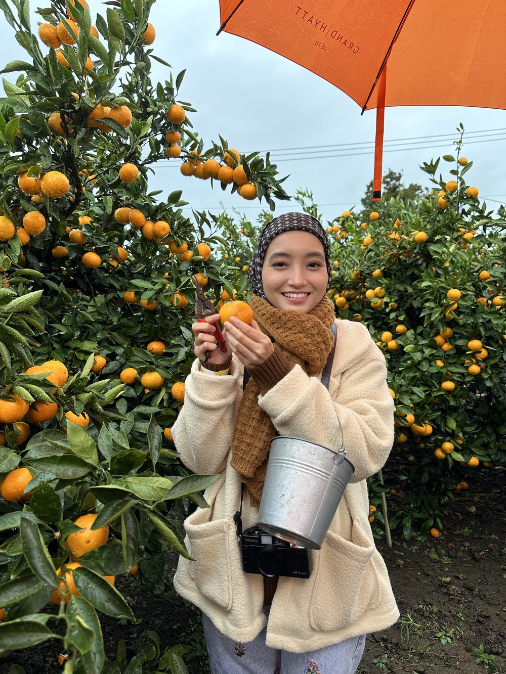 Tangerine Picking Experience Jeju